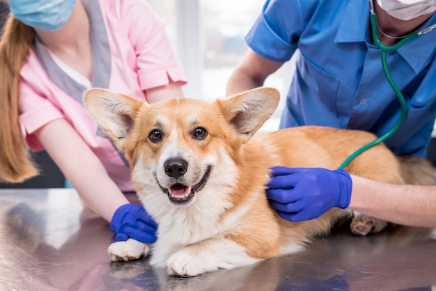 Ein Team von Tierärzten untersucht einen kranken Corgi-Hund mit einem Stethoskop