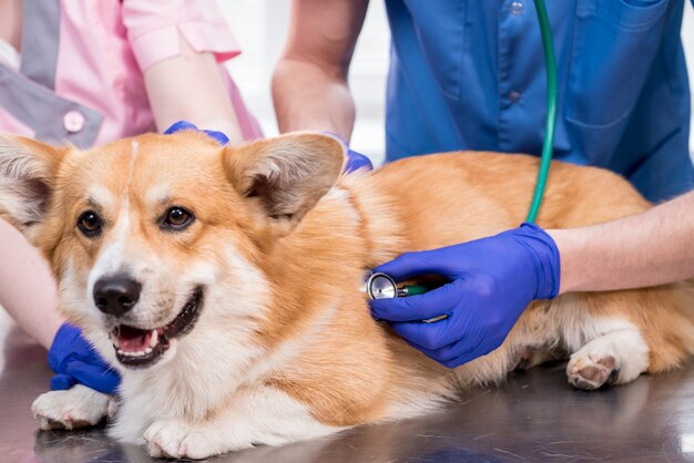 Ein Team von Tierärzten untersucht einen kranken Corgi-Hund mit einem Stethoskop