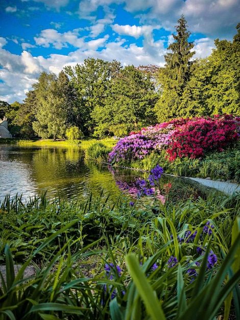 Ein Teich mit Blumen und ein Haus im Hintergrund