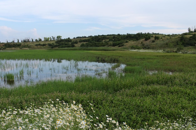 Ein Teich mit Blumen und Gras