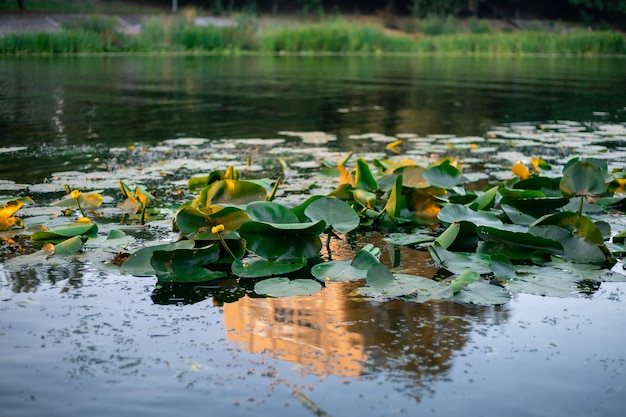 Foto ein teich mit gelben seerosen