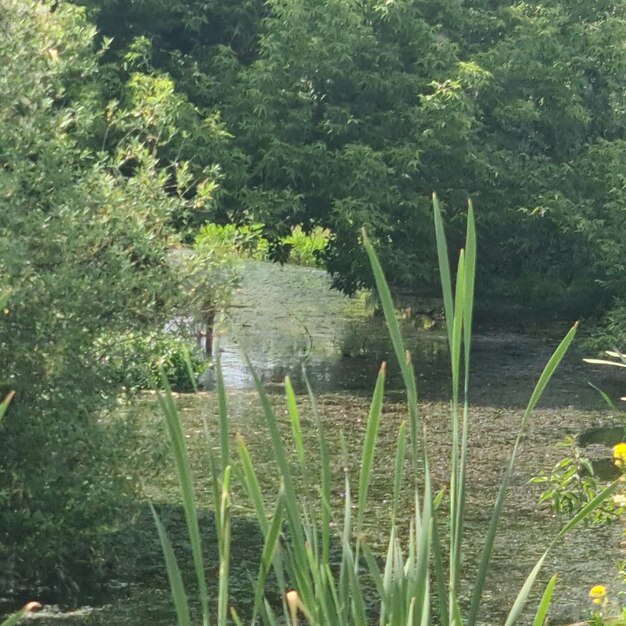 Ein Teich mit Pflanzen und Bäumen