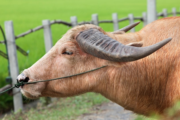 Ein Teil des Albino-Büffels auf dem Feld.