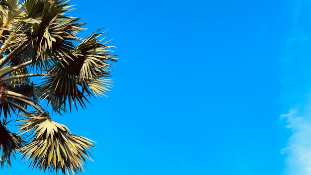 Ein Teil des Baums, des blauen Himmels und der Sonnenlichter