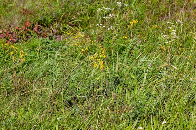 Ein Teil des Feldes, auf dem grünes Gras wächst