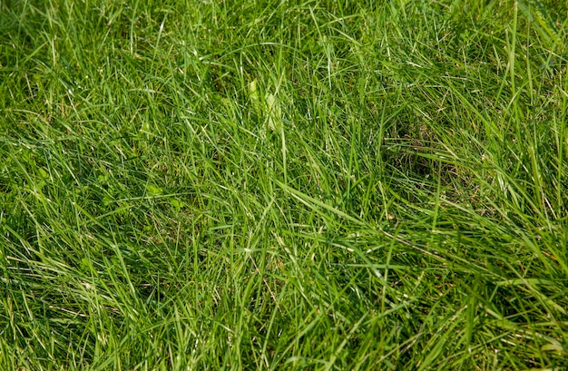 Ein Teil des Feldes, auf dem grünes Gras wächst