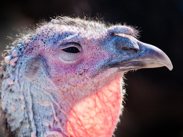 Ein Thanksgiving-Truthahn aus Freilandhaltung von einem Bio-Bauernhof in Colorado.