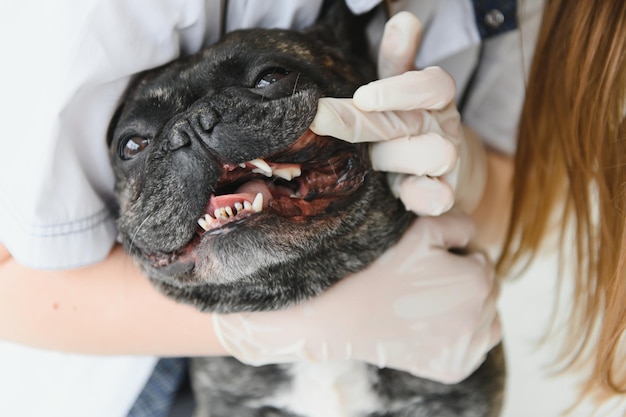 Ein Tierarzt der Klinik untersucht die Zähne eines Hundes Französische Bulldogge beim Tierarzt