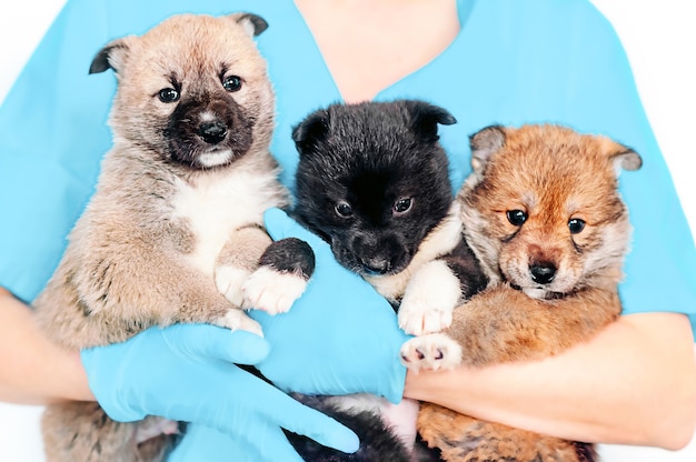 Ein Tierarzt hält drei Mischlingshunde vor einem weißen Hintergrund und bereitet sich auf die Impfung vor. Veterinär