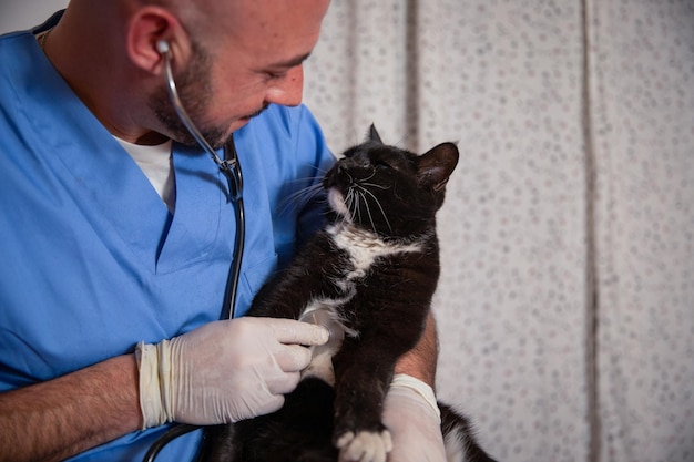 Ein Tierarzt hält eine Katze in der Hand und untersucht sie mit einem Stethoskop