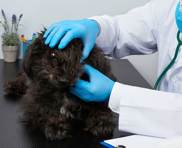 Ein Tierarzt in einem weißen medizinischen Kittel und blauen sterilen Handschuhen sitzt an einem Tisch und führt eine medizinische Untersuchung eines schwarzen, flauschigen Hundes durch