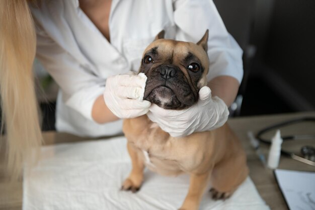 Ein Tierarzt untersucht einen Hund Selektiver Fokus auf den Hund Hochwertiges Foto