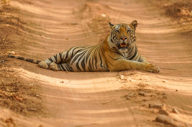 Ein Tiger auf einem Feldweg in Indien