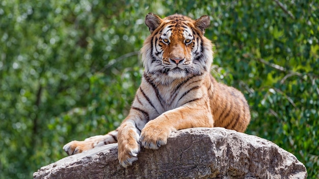 Foto ein tiger liegt auf einem stein in einem park.