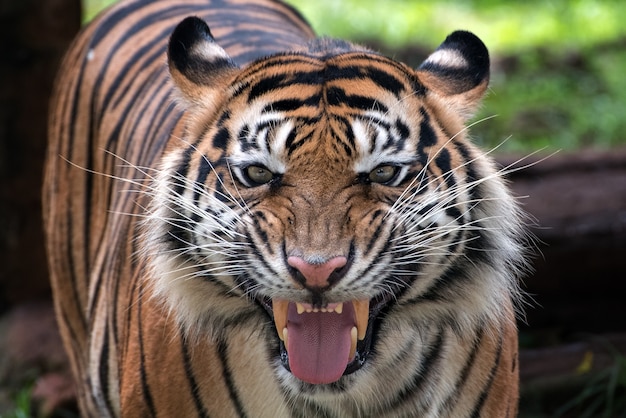 Ein Tiger mit seltsam aussehendem Gesicht