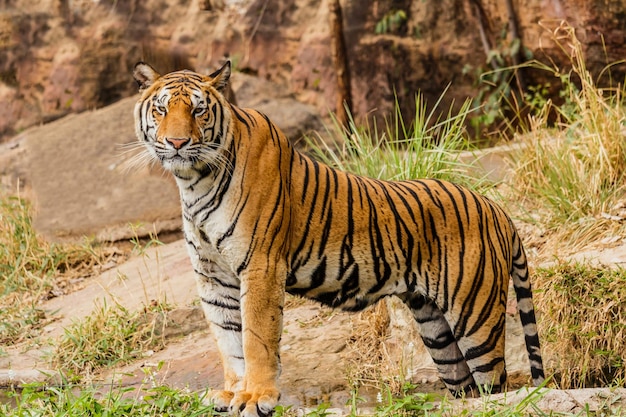 Ein Tiger steht vor einer Felswand.