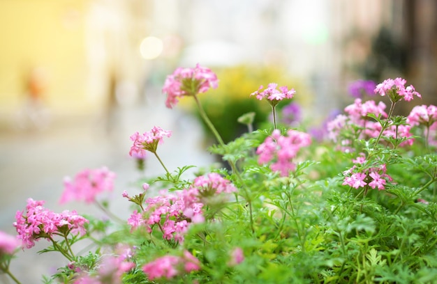 Ein Tisch mit Blumen eines Straßencafés ein weicher Fokus