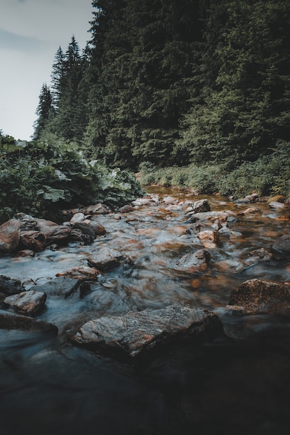 Ein toller Blick auf einen italienischen Wald