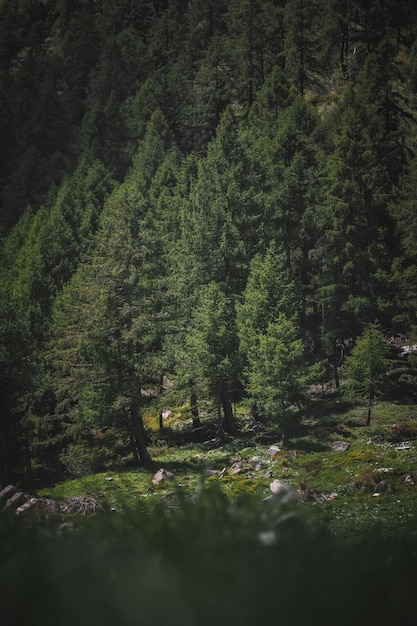 Ein toller Blick auf einen italienischen Wald