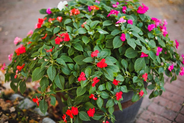 Ein Topf mit roten und rosa Blüten mit grünen Blättern in der Mitte.