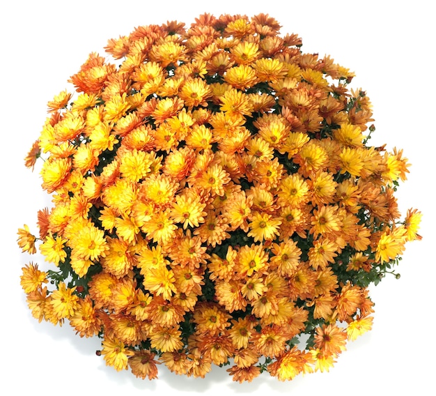 Ein Topf mit schönen orangefarbenen Herbstchrysanthemen auf weißem Hintergrund