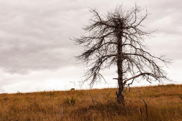 Ein toter Baum im französischen Tal des stürmischen Himmels