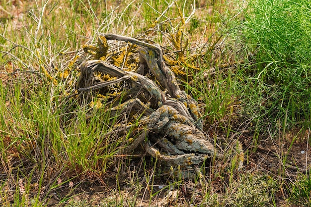 Ein toter Baum ist mit Moos bewachsen