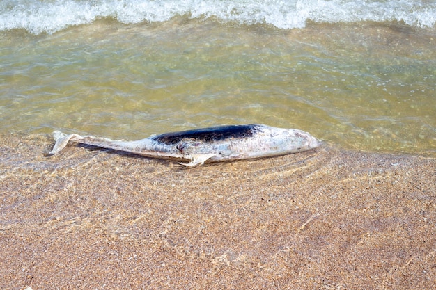 Ein toter Delfin, der an der Sandküste gespült wurde Ökologie und Fauna des Meeres