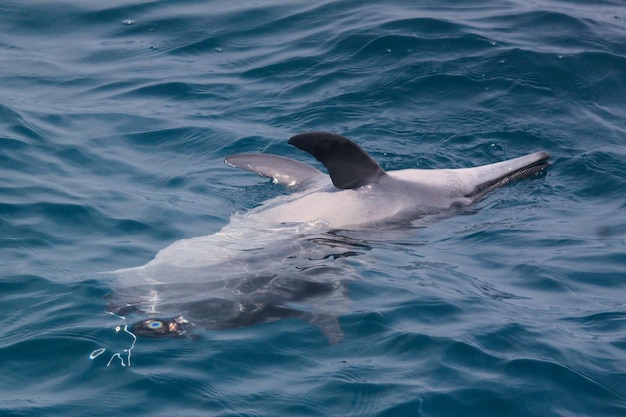 Ein toter Delphin, der in der Nähe von Jakarta Bay, Indonesien, halbiert wurde