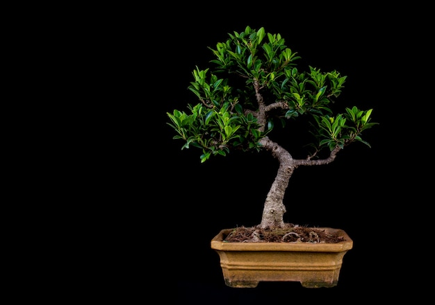 Ein traditioneller japanischer Bonsai-Miniaturbaum in einem Topf lokalisiert auf einem schwarzen Hintergrund