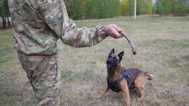 Ein Trainer bereitet sich darauf vor, einem ausgebildeten Deutschen Schäferhund einen Stock zuzuwerfen