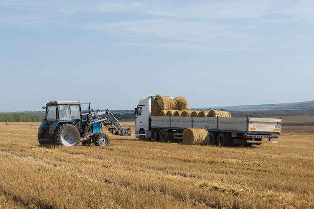 Ein Traktor legt auf einem gemähten Weizenfeld runde Strohballen in einen Anhänger einer Maschine.