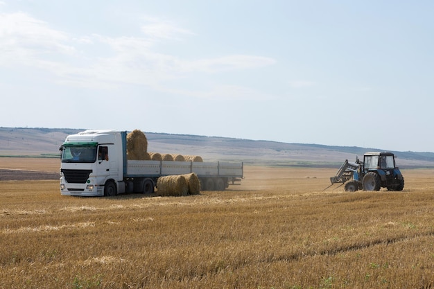 Ein Traktor legt runde Strohballen in einen Anhänger einer Maschine auf einem gemähten Weizenfeld