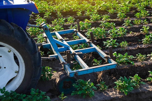 Foto ein traktorpflug bewirtschaftet eine kartoffelplantage, löst den boden, löst und dreht den boden zwischen den reihen, um unkraut zu entfernen und den luft- und nährstoffzugang zu den unterirdischen wurzeln zu verbessern.