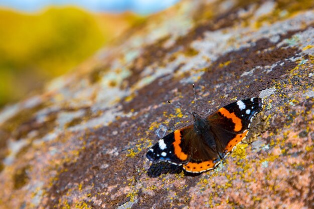 Ein traumhaft schöner Schmetterling auf gelbem Grund der herbstlichen Natur der Karpaten sitzt auf einem Stein mit einem ungewöhnlichen Muster