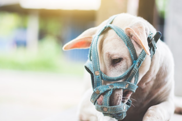 Ein trauriger Hund mit einer Mündung, die auf dem Boden nahe bei der Tür des Hauses im Freien liegt