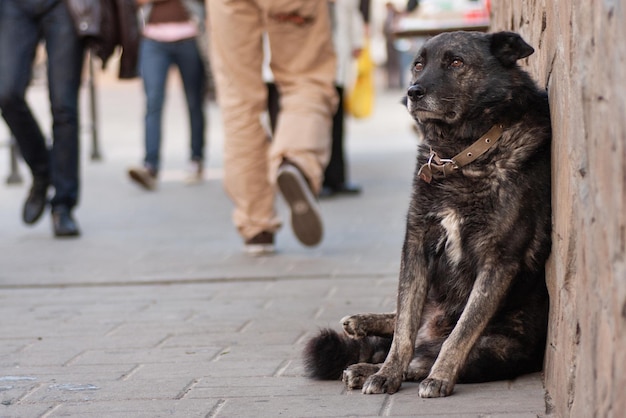 Ein trauriger obdachloser Hund wartet auf der Straße