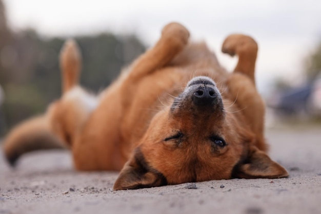 Ein trauriger, obdachloser Hund wartet auf obdachlose Tiere seines Besitzers