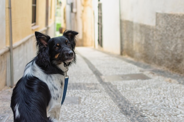 Ein trauriger verlassener Hund an der Leine sitzt mitten in einer leeren, verlassenen Straße, sein Blick spiegelt Verwüstung und Hoffnungslosigkeit wider.