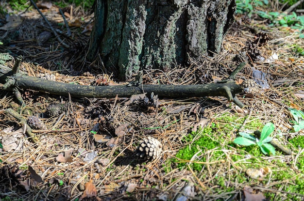 ein trockener ast liegt im wald