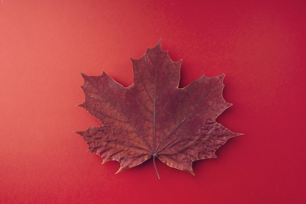 Ein trockenes Ahornblatt im Herbst liegt auf einem roten Hintergrund in der Nähe