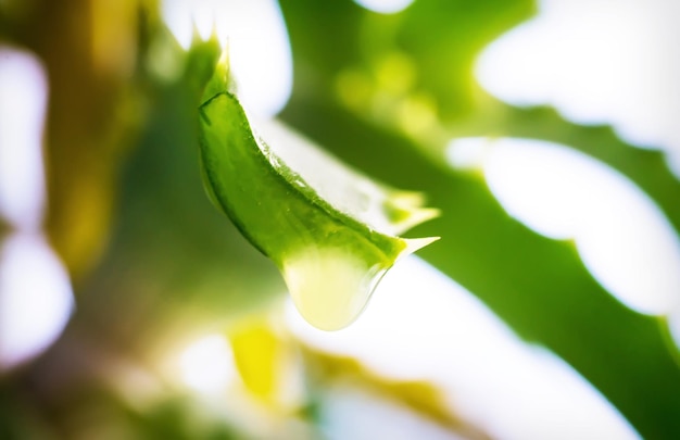 Ein Tropfen Aloe-Saft in der Pflanze