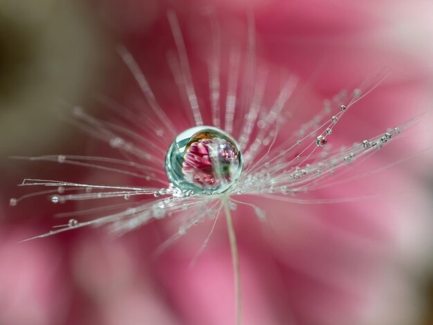 Ein Tropfen Wasser auf einem Löwenzahnflaum mit einer Reflexion einer rosa Blume innerhalb des natürlichen Hintergrunds