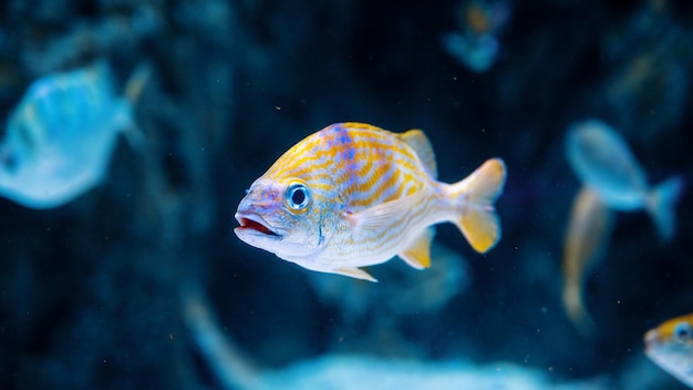 Ein tropischer Fisch in einem Aquarium
