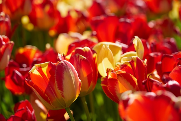 Ein Tulpenfeld im Sonnenlicht