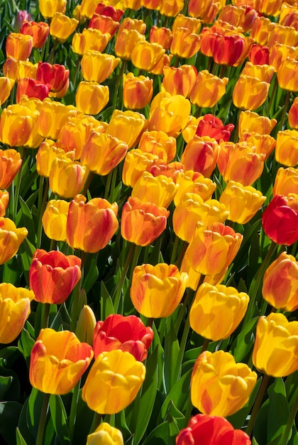 Ein Tulpenfeld mit gelben und roten Blüten.