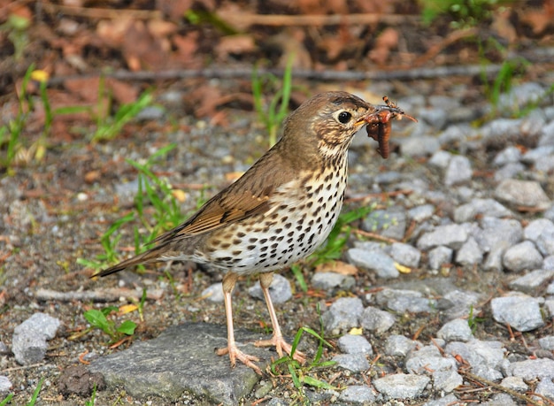 Ein Turdus philomelos Vogel