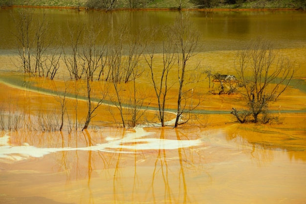 Ein überschwemmtes Gebiet mit einem Baum im Vordergrund und einem Fluss im Hintergrund.