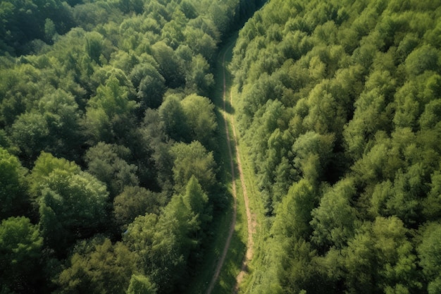 Ein üppiger grüner Wald voller generativer KI-Bäume
