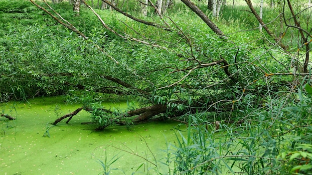 Ein umgestürzter Baum über einem grünen Teich, der mit Wasserlinsen bewachsen ist.